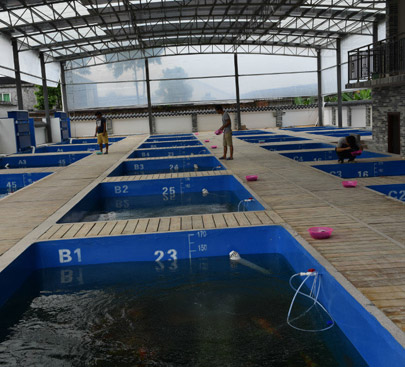 佛山陳村(cūn)錦鯉養殖基地