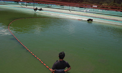 收魚中-日本岡山桃太郎漁場