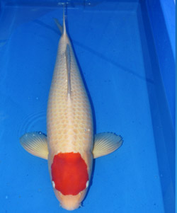 精品丹頂紅白（客戶挑選）