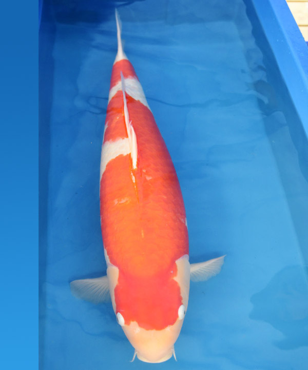 精品紅白(客戶挑選) 精品紅白(客戶挑選)