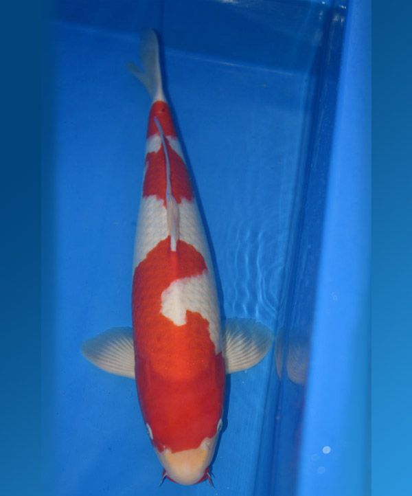 精品紅白錦鯉(客戶挑選) 精品紅白錦鯉(客戶挑選)