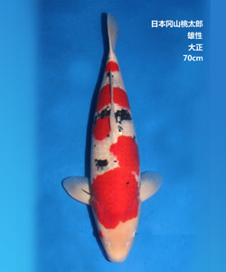 拍賣-70cm雄性大正三色錦鯉