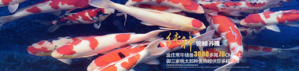 純種錦鯉養殖