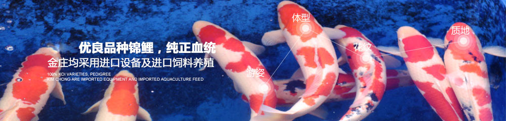 100%優良品種錦鯉，純正血統