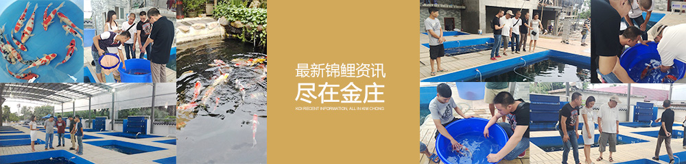 最新錦鯉資訊 盡在金莊