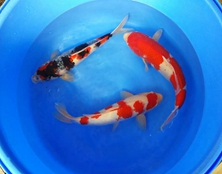 桃太郎錦鯉B2池40-50cm