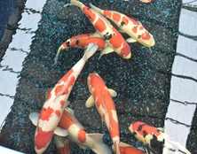 桃太郎錦鯉B6池60-80cm