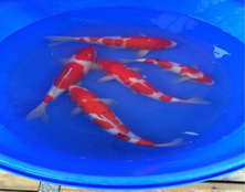 桃太郎錦鯉C8池35-40cm