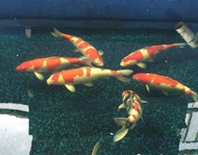 桃太郎錦鯉A5池70-75cm 桃太郎錦鯉A5池70-75cm