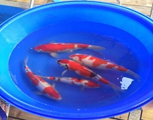 桃太郎錦鯉C4池35-40cm