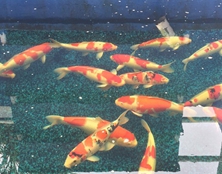 桃太郎錦鯉A4池60-70cm