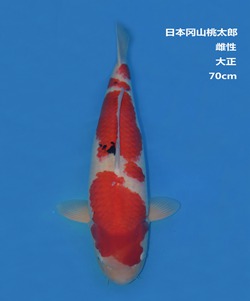 桃太郎70CM大正錦鯉