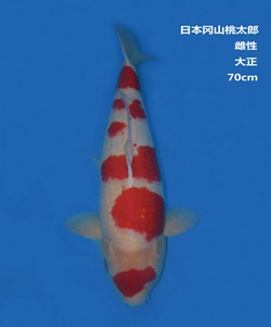 桃太郎70CM大正錦鯉