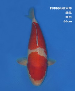 桃太郎66CM紅白錦鯉