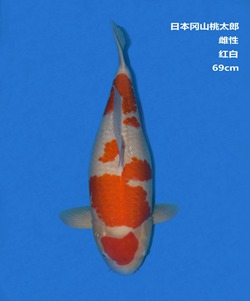 桃太郎69CM紅白錦鯉 桃太郎69CM紅白錦鯉