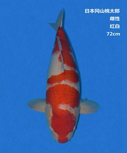 桃太郎72CM紅白錦鯉