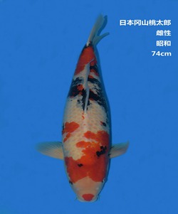 桃太郎74CM昭和錦鯉 桃太郎74CM昭和錦鯉