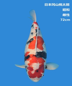 桃太郎72CM昭和錦鯉 桃太郎72CM昭和錦鯉