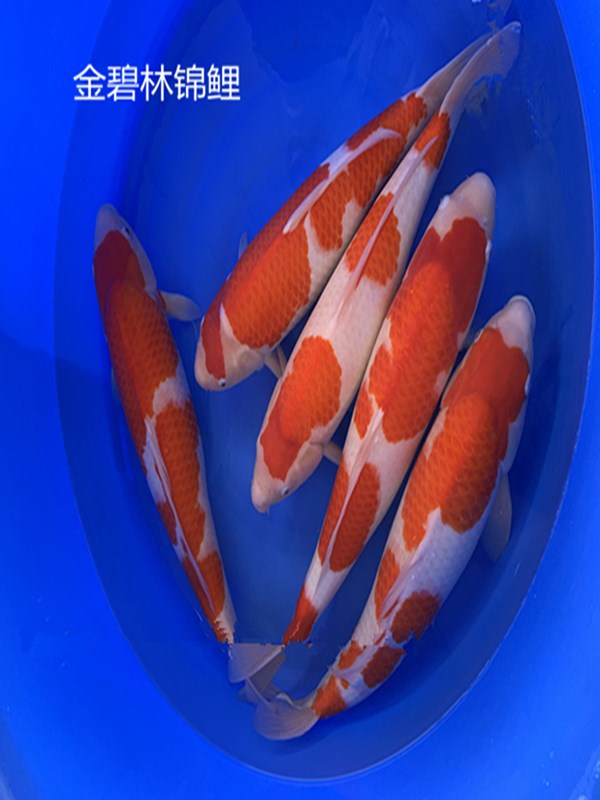 金碧林錦鯉一選上一條有留養價值的魚