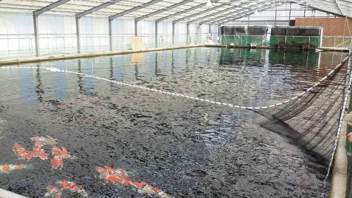 岡山桃太郎養殖基地2