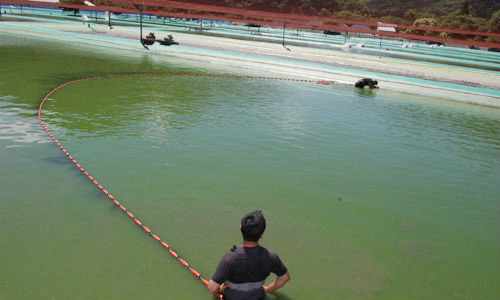 收魚中-日本岡山桃太郎漁場