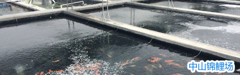 中山錦鯉場