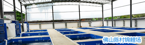 佛山陳村(cūn)錦鯉場