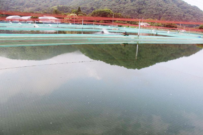 桃太郎室外錦鯉養殖場