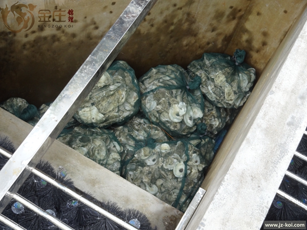 蚝殼安裝專用網袋 蚝殼安裝專用網袋