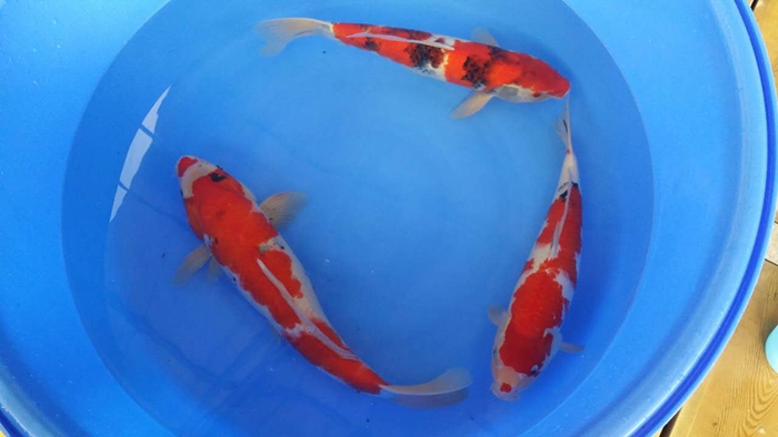 桃太郎錦鯉40-50cm