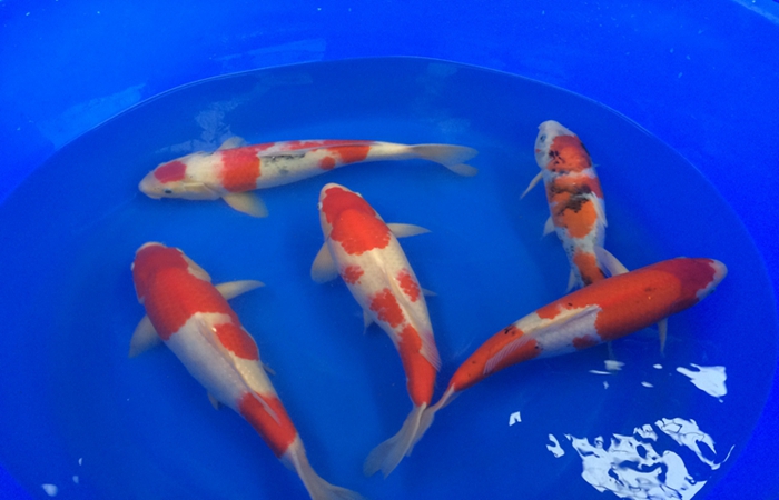 桃太郎錦鯉C2池25-30cm 桃太郎錦鯉C2池25-30cm