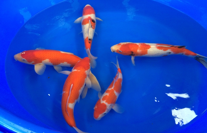 桃太郎錦鯉C2池25-30cm 桃太郎錦鯉C2池25-30cm