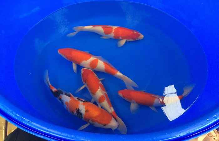 桃太郎錦鯉C2池25-30cm 桃太郎錦鯉C2池25-30cm