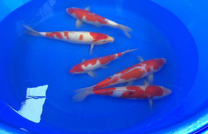 桃太郎錦鯉C2池25-30cm 桃太郎錦鯉C2池25-30cm