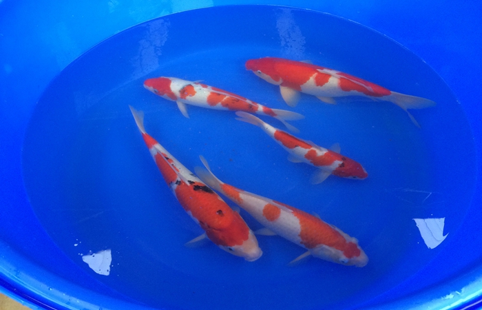 桃太郎錦鯉C2池25-30cm 桃太郎錦鯉C2池25-30cm