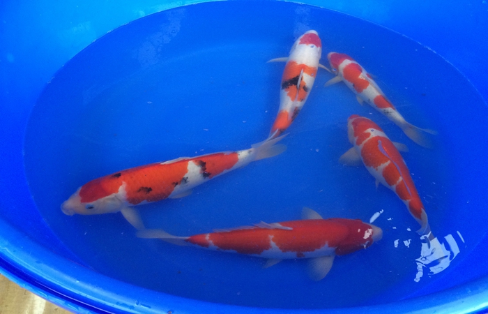 桃太郎錦鯉C2池25-30cm 桃太郎錦鯉C2池25-30cm