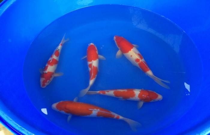 桃太郎錦鯉C2池25-30cm 桃太郎錦鯉C2池25-30cm