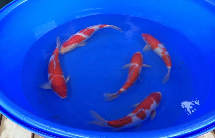 桃太郎錦鯉C2池25-30cm 桃太郎錦鯉C2池25-30cm