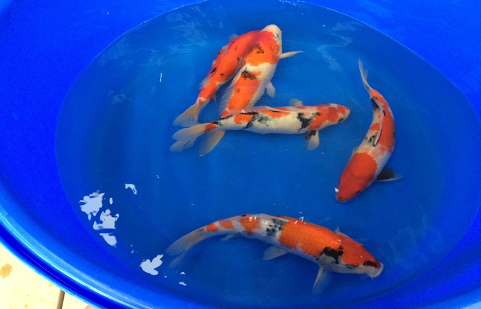 桃太郎錦鯉C2池25-30cm 桃太郎錦鯉C2池25-30cm