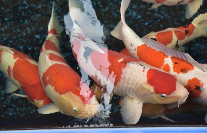 金莊桃太郎錦鯉B6池 60-80cm