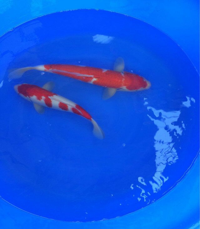 金莊桃太郎錦鯉C8池 35-40cm