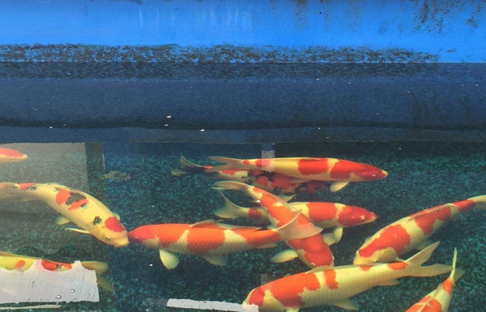 金莊桃太郎錦鯉A5池 70-75cm