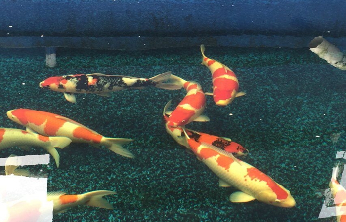 金莊桃太郎錦鯉A5池 70-75cm