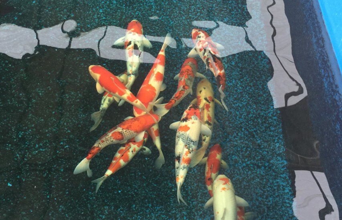 金莊桃太郎錦鯉B7池 50-60cm