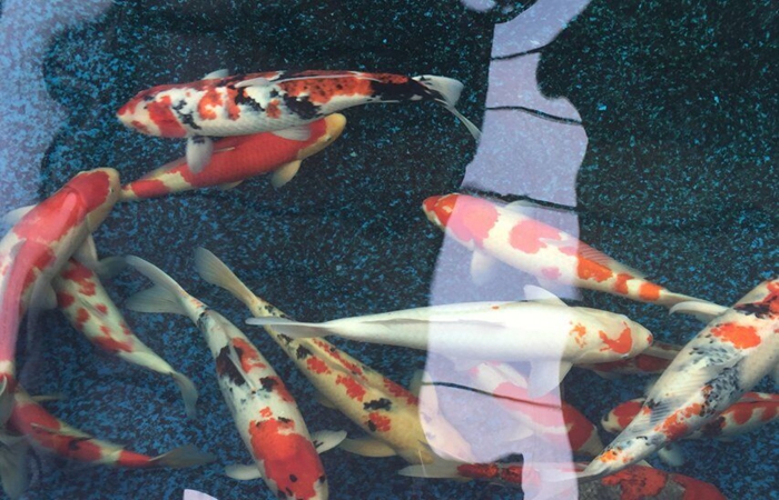 金莊桃太郎錦鯉B7池 50-60cm