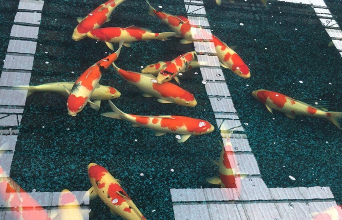 金莊桃太郎錦鯉A4池 60-70cm 金莊桃太郎錦鯉A4池 60-70cm