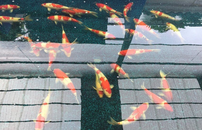 金莊桃太郎錦鯉A4池 60-70cm 金莊桃太郎錦鯉A4池 60-70cm