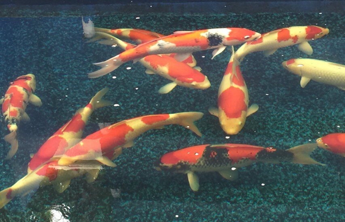 金莊桃太郎錦鯉A4池 60-70cm 金莊桃太郎錦鯉A4池 60-70cm