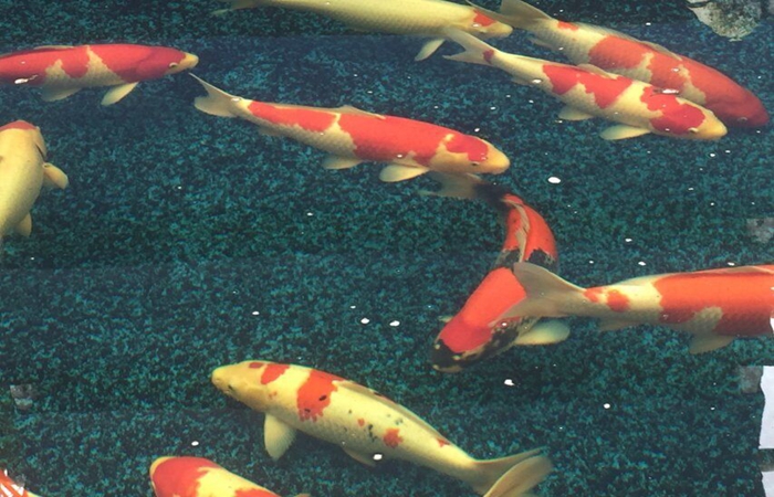 金莊桃太郎錦鯉A4池 60-70cm 金莊桃太郎錦鯉A4池 60-70cm