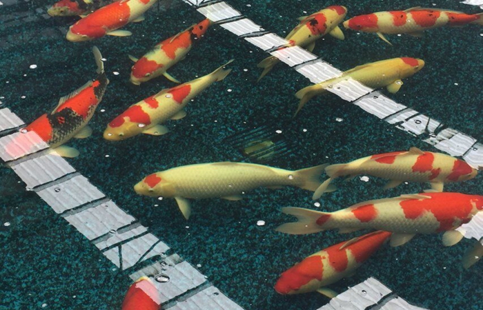 金莊桃太郎錦鯉A4池 60-70cm 金莊桃太郎錦鯉A4池 60-70cm